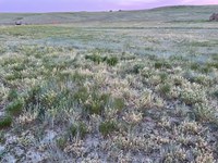 Drought is stressing this alfalfa field. (NDSU photo)