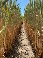 This drought-stressed wheat may have to be harvested as forage. (Photo courtesy of University of Minnesota Extension)