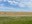 This spring wheat is being harvested for hay. (NDSU photo)