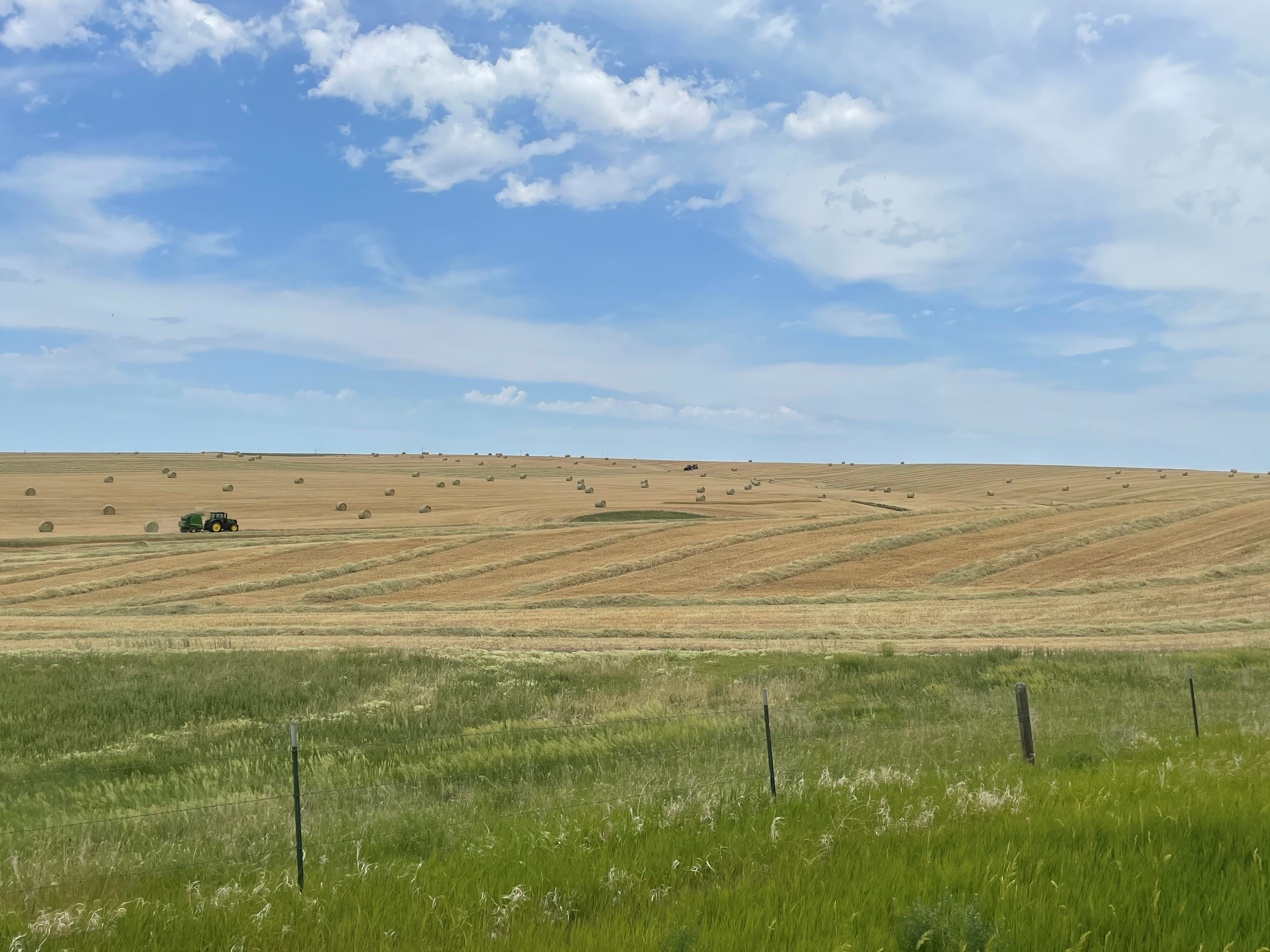 This spring wheat is being harvested for hay. (NDSU photo)