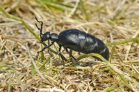 This year’s drought conditions are increasing the blister beetle threat to cattle and other livestock. (NDSU photo)
