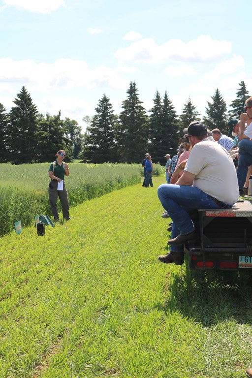 Producers and others learn about organic and sustainable agriculture during a field tour at NDSU's Carrington Research Extension Center. (NDSU photo)