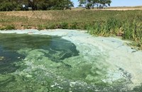 Cyanobacteria, also known as blue-green algae, can produce toxins that are harmful to livestock, wildlife and people. (NDSU photo)