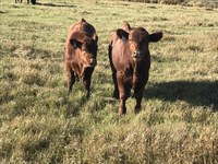 Early weaning can help reduce pressure on native pastures and extend forage supplies for adult beef cows. (NDSU photo)