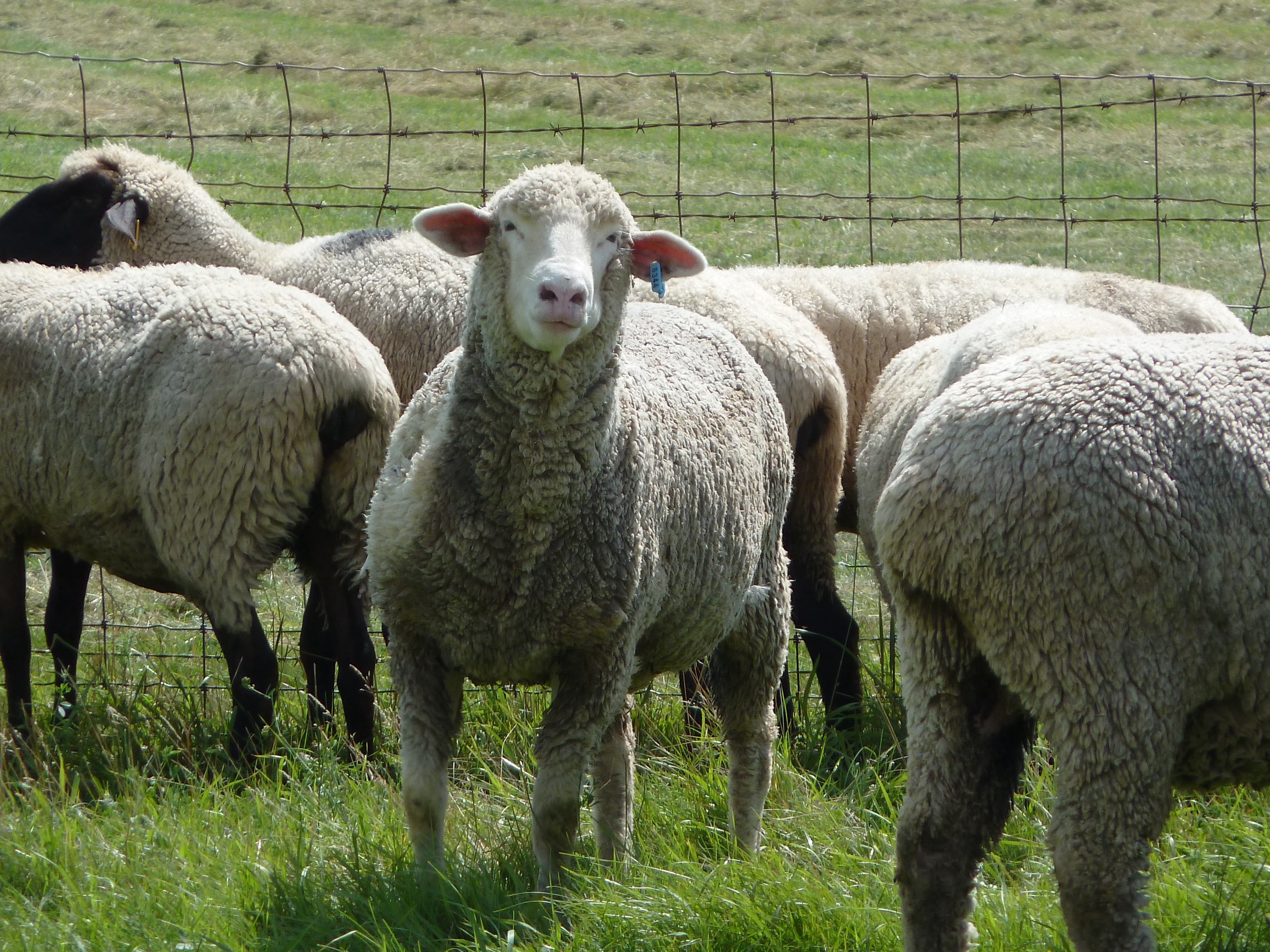 Internal parasites are a concern for sheep producers in the summer. (NDSU photo)