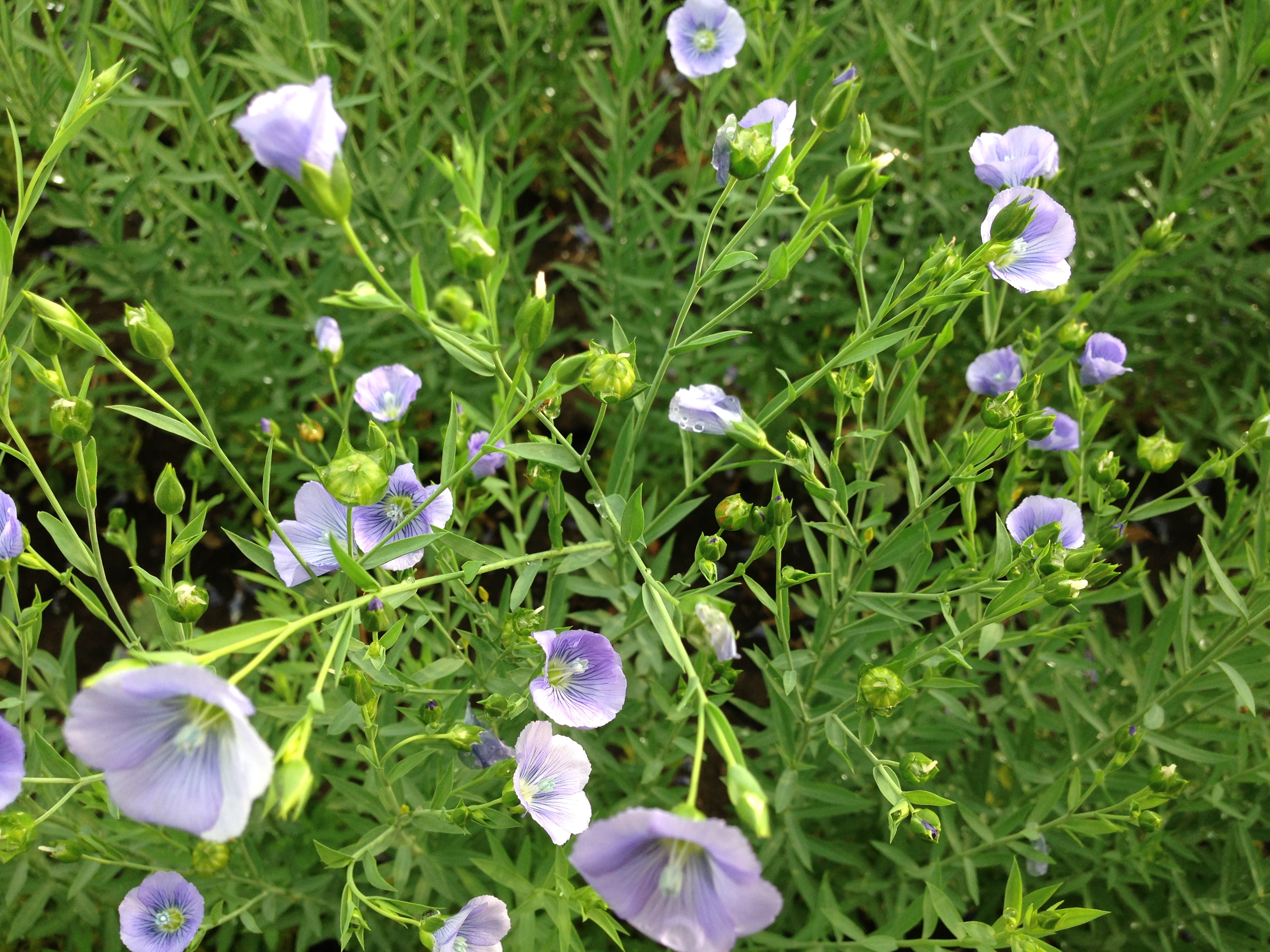 North Dakota is the largest flax-producing state in the U.S.  (NDSU photo)