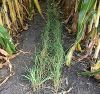 Rye was seeded as a cover crop into corn. (NDSU photo)