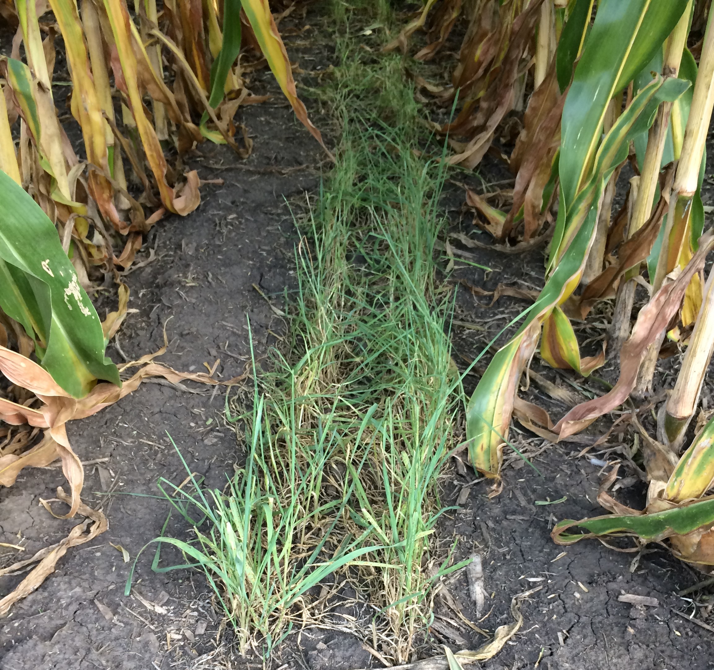 Rye was seeded as a cover crop into corn. (NDSU photo)