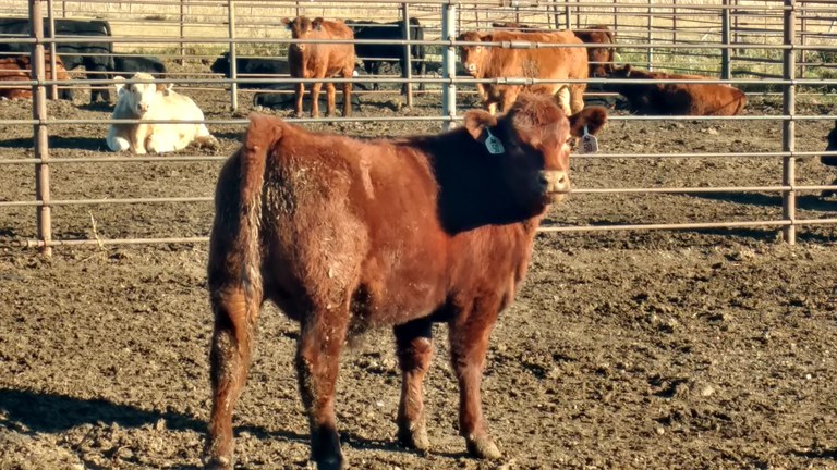 Producers hope calves are born without problems. (NDSU photo)