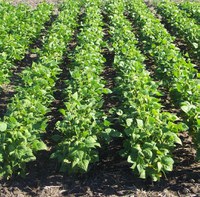 Pinto, navy, black and kidney were the most popular market classes of dry beans grown in North Dakota and Minnesota in 2020. (NDSU photo)