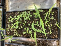 These are weeds that grew when one quarter pound of grain screenings was planted in the greenhouse. (NDSU photo)