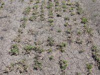 Drought may lead to widespread winter-killed alfalfa this year. (NDSU photo)