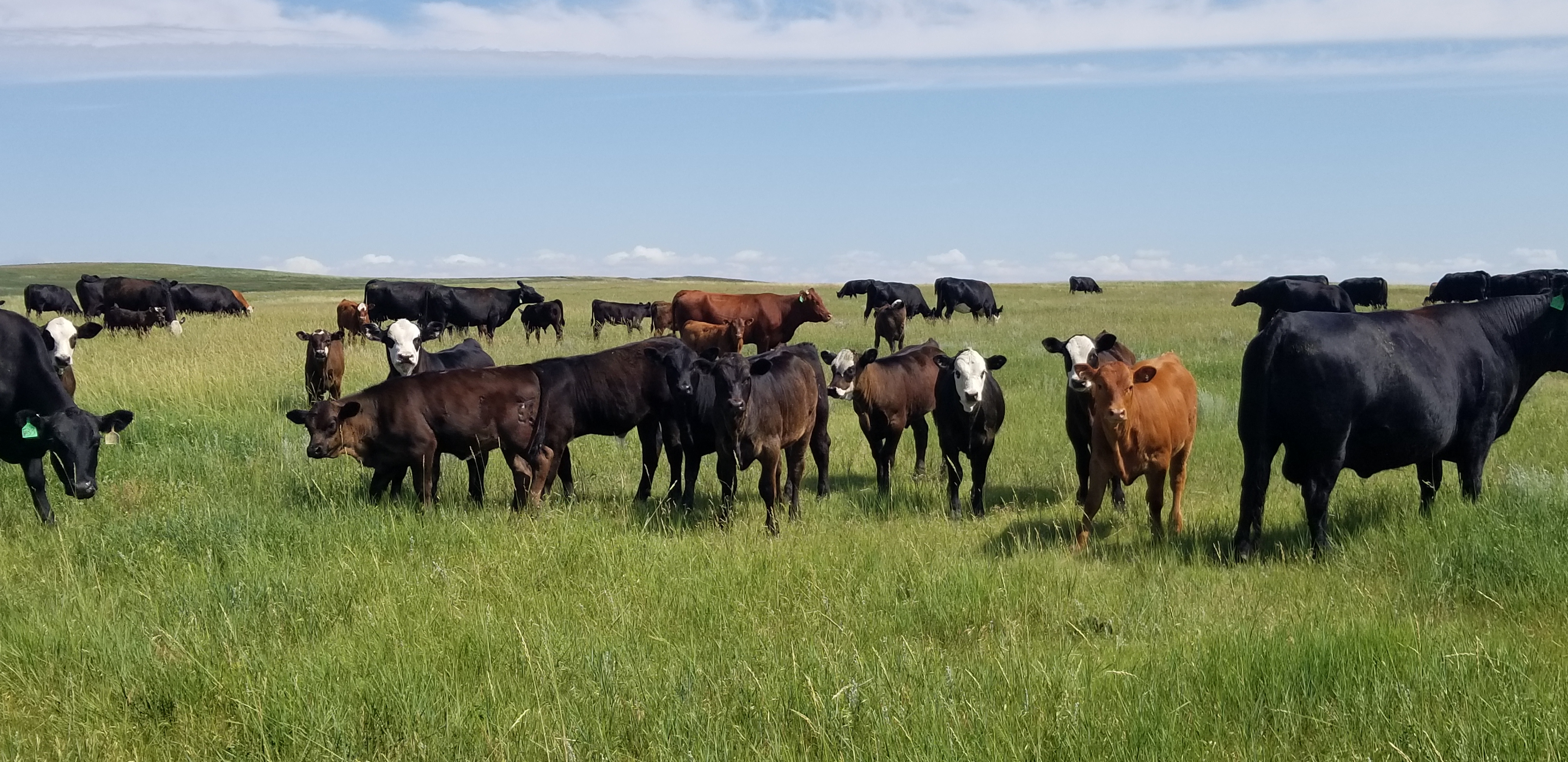 The “Mineral Nutrition for the Beef Cow Herd" program will give producers more information about specific mineral challenges on their ranch and how to deal with them effectively. (NDSU photo)