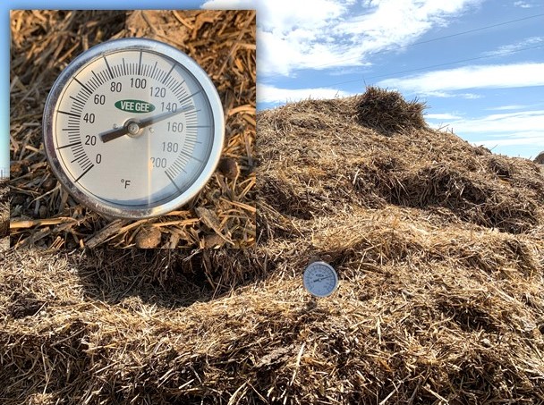 A manure pile from a dry lot is undergoing thermophilic decomposition, with the internal temperature between 130 and 150 degrees. (NDSU photo).