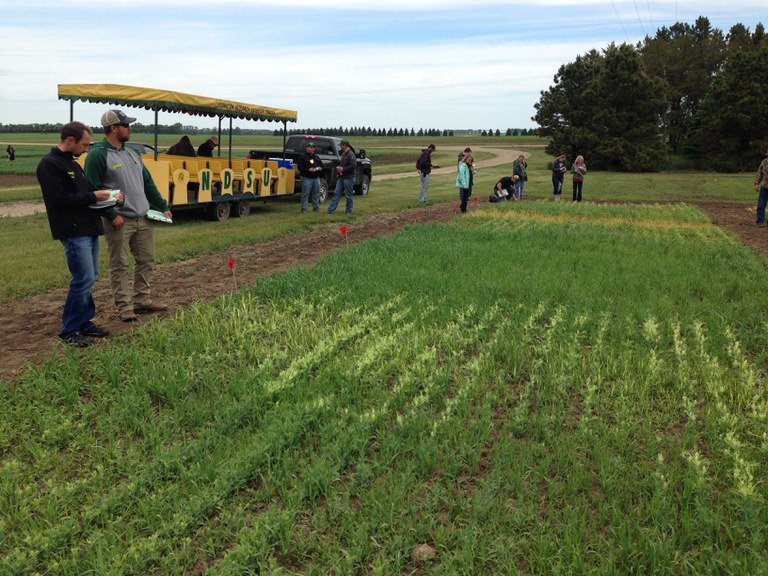 Participants receive updates on crop pest and soil management recommendations during NDSU Extension's annual crop management field school. (NDSU photo)