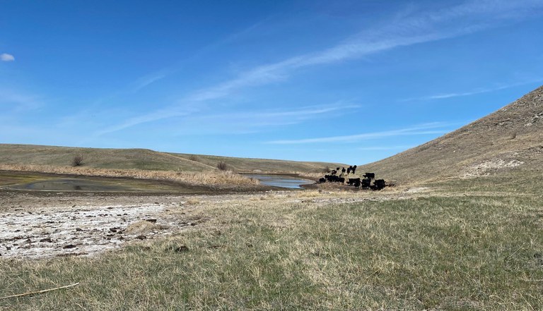 Drought creates many challenges for farms and ranches. (NDSU photo)