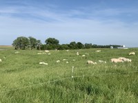 Sheep grazing in a pasture in central North Dakota are rotated to fresh grass frequently to help manage the parasite load. (NDSU photo)