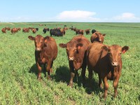 Vaccines can reduce the risk of buildup and spread of environmental pathogens to calves. (NDSU photo)