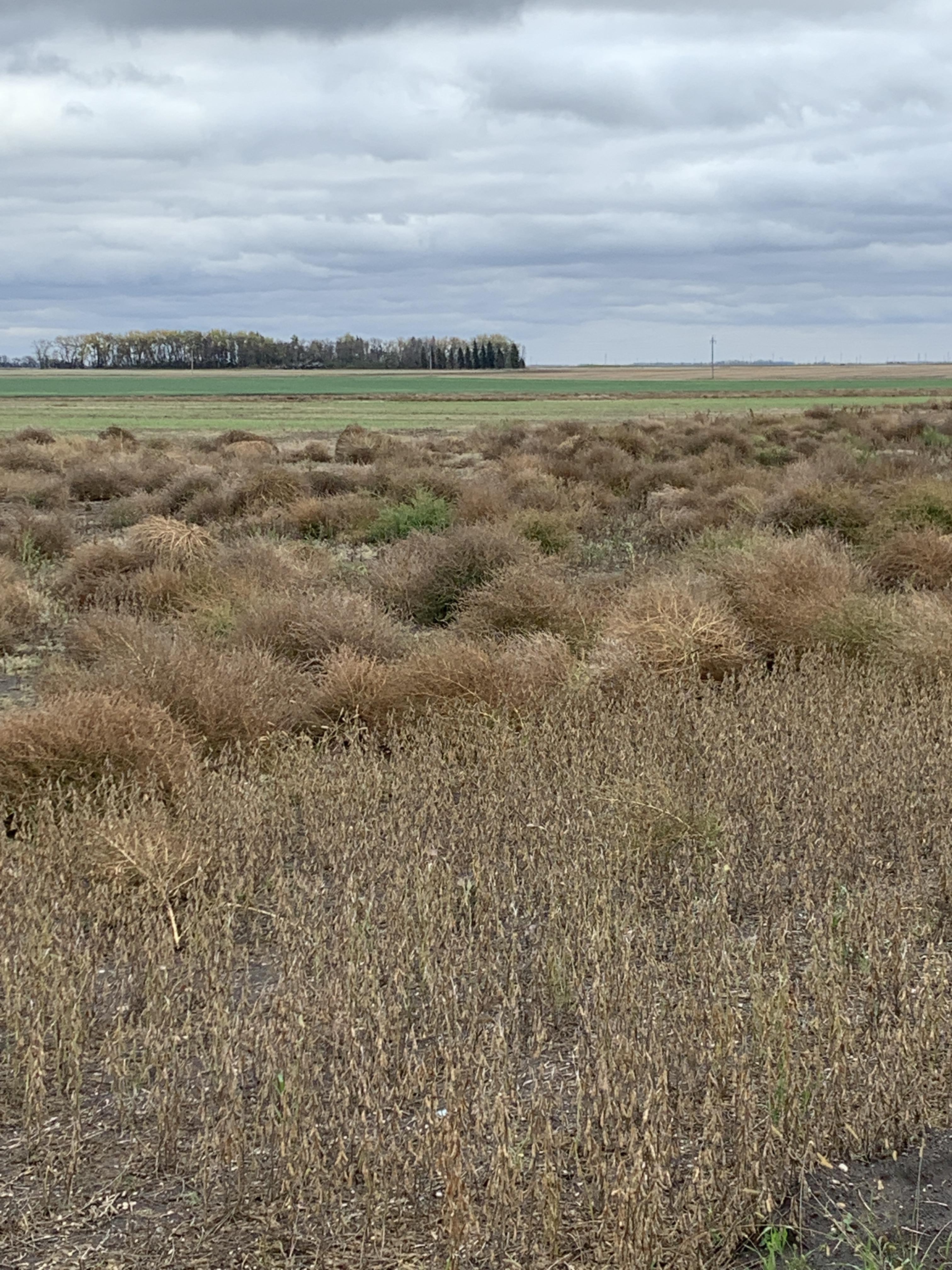 Crop issues will be among the topics covered during this year's Central Dakota Ag Day program. (NDSU photo)