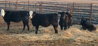 Backgrounding allows ranchers to delay marketing for better outcomes. (NDSU photo)