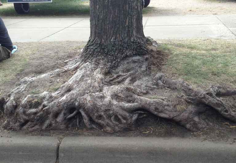 Many tree species can live a long time in North Dakota’s tough climate. (NDSU photo)