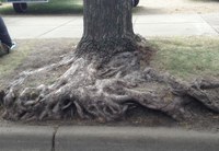Many tree species can live a long time in North Dakota’s tough climate. (NDSU photo)