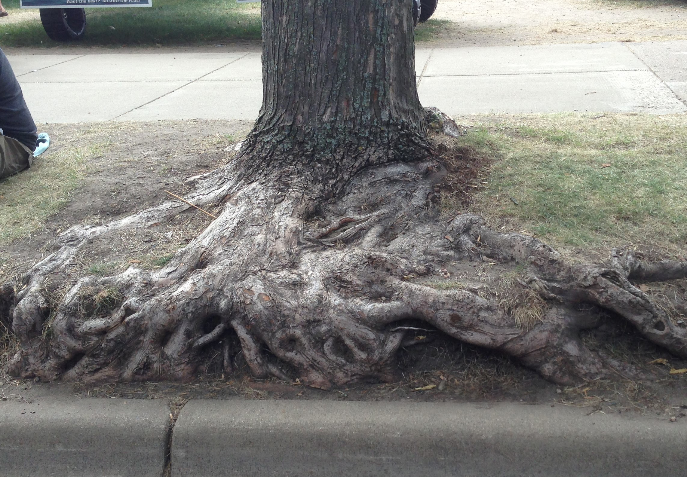 Many tree species can live a long time in North Dakota’s tough climate. (NDSU photo)