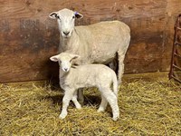 Sheep, lamb and wool updates will be among the topics covered during the joint North Dakota/Minnesota sheep convention. (NDSU photo)