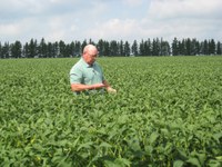 NDSU Extension soil science specialist Dave Franzen examines soybeans in a field. (NDSU photo)