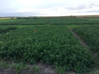 It is important to wait until mid-October, or a killing frost, whichever occurs first, to hay late-season alfalfa. (NDSU photo)