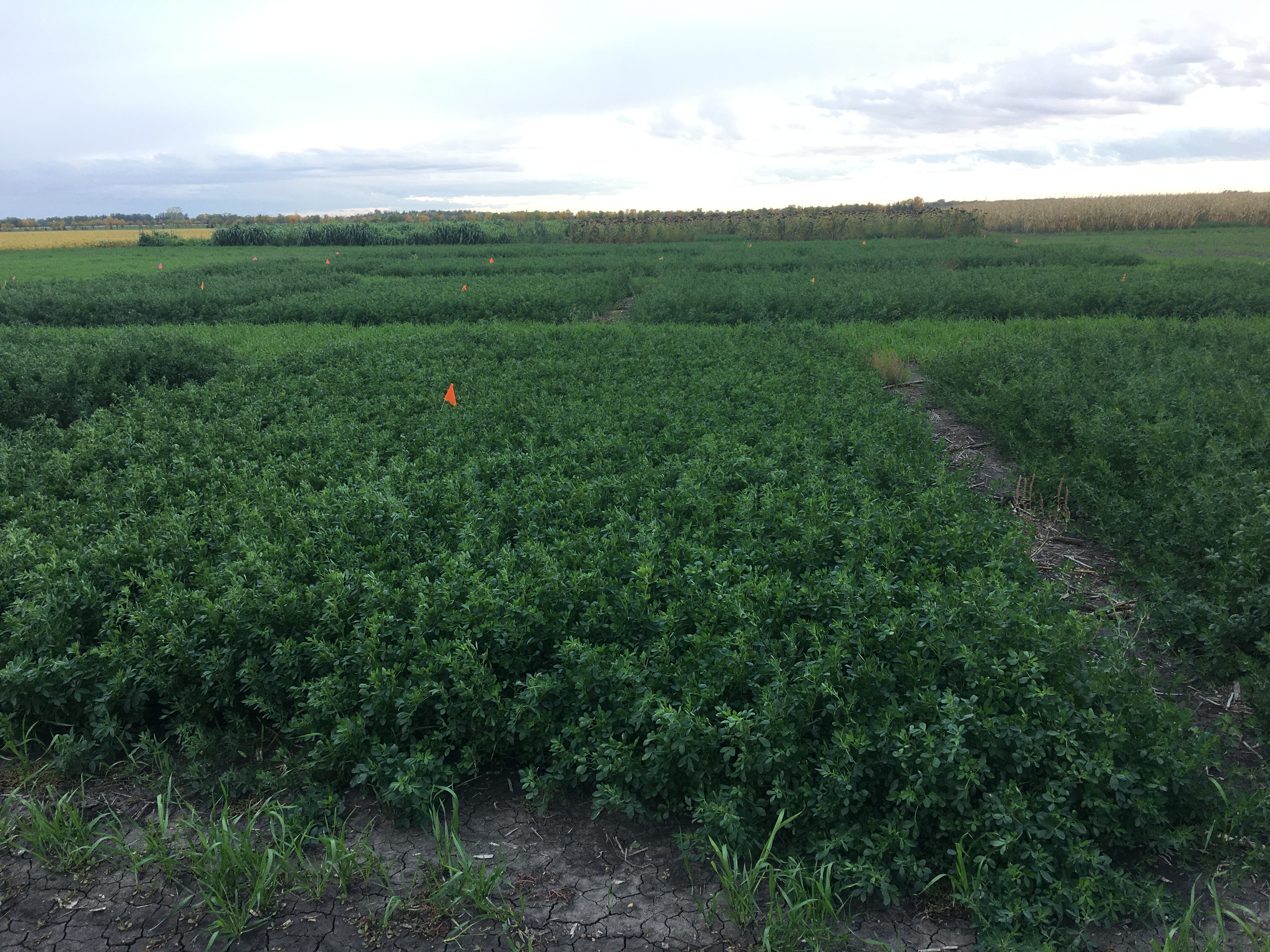 It is important to wait until mid-October, or a killing frost, whichever occurs first, to hay late-season alfalfa. (NDSU photo)