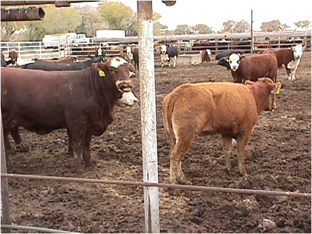 Insect vector transmitted diseases can cause severe disease in wildlife and in some instances domestic livestock. (NDSU photo)