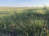 Fall green-up from August and September rains following the severe drought of 2021. (NDSU Photo)