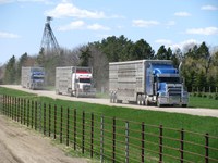 Cattle returning from out-of-state locations should be confined to one area for at least one week upon return to mitigate the spread of weed seeds. (NDSU photo)