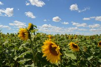 The National Sunflower Association survey measures yield components and factors that limit yield. (NDSU photo)