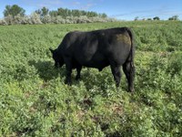 A rapid change from dry forage to higher moisture, lush growth can increase risk of bovine fog fever. (NDSU photo)