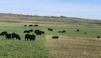 Establishing a winter cereal for grazing next spring will allow producers to delay pasture turnout, giving drought-stressed pastures more time to recover. (NDSU photo)