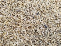 Weed seeds in grain screenings (NDSU photo)