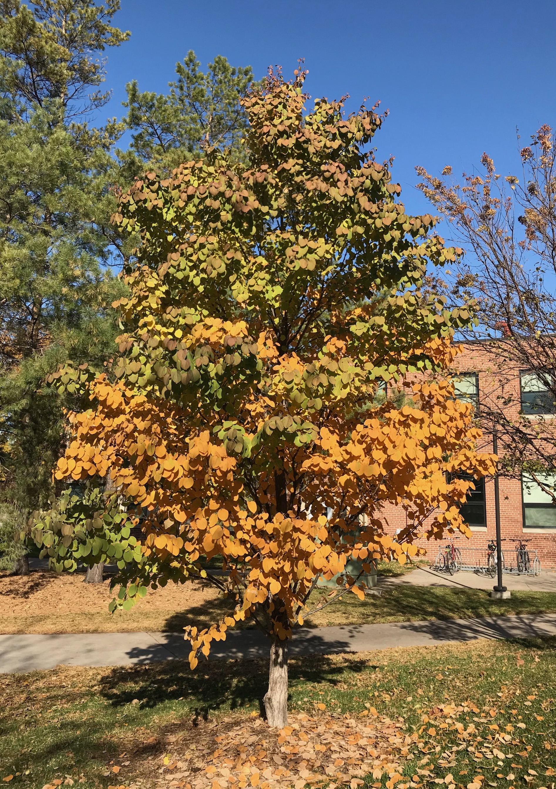 Autumn leaves of KoolKat trees are yellow to apricot depending on the season's conditions.