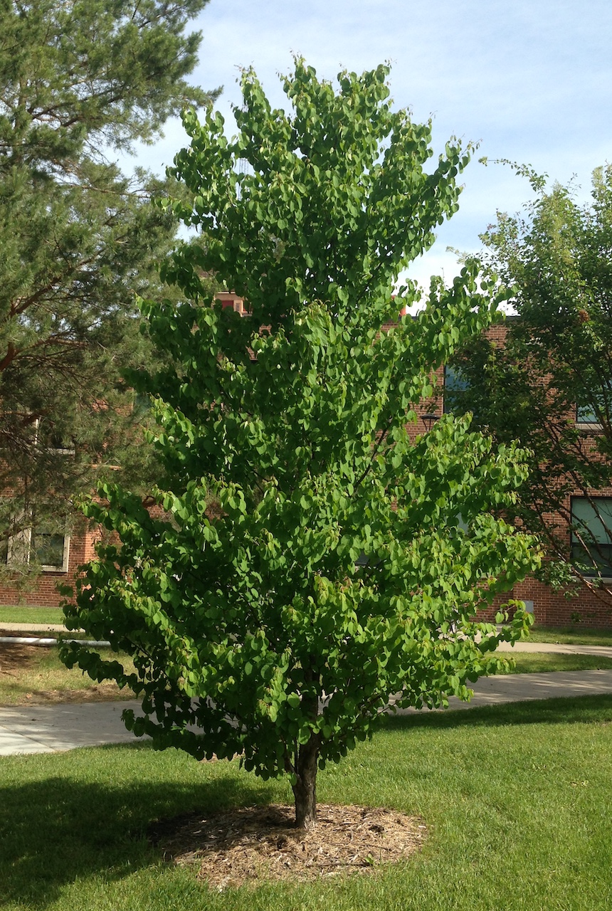 KoolKat trees have heart-shaped leaves that mature to blue-green in the summer.