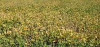In general, research indicates that soybean forage should not make up more than 50% of the total diet. (NDSU photo)