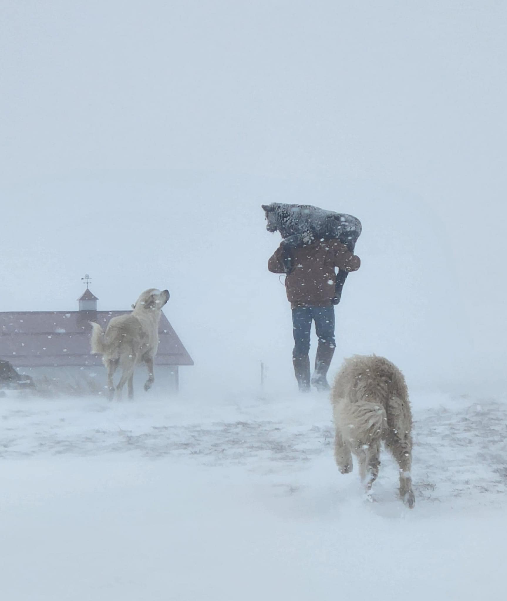 Late winter weather has increased stress for ranchers and farmers. (Photo by Tracy Boll)