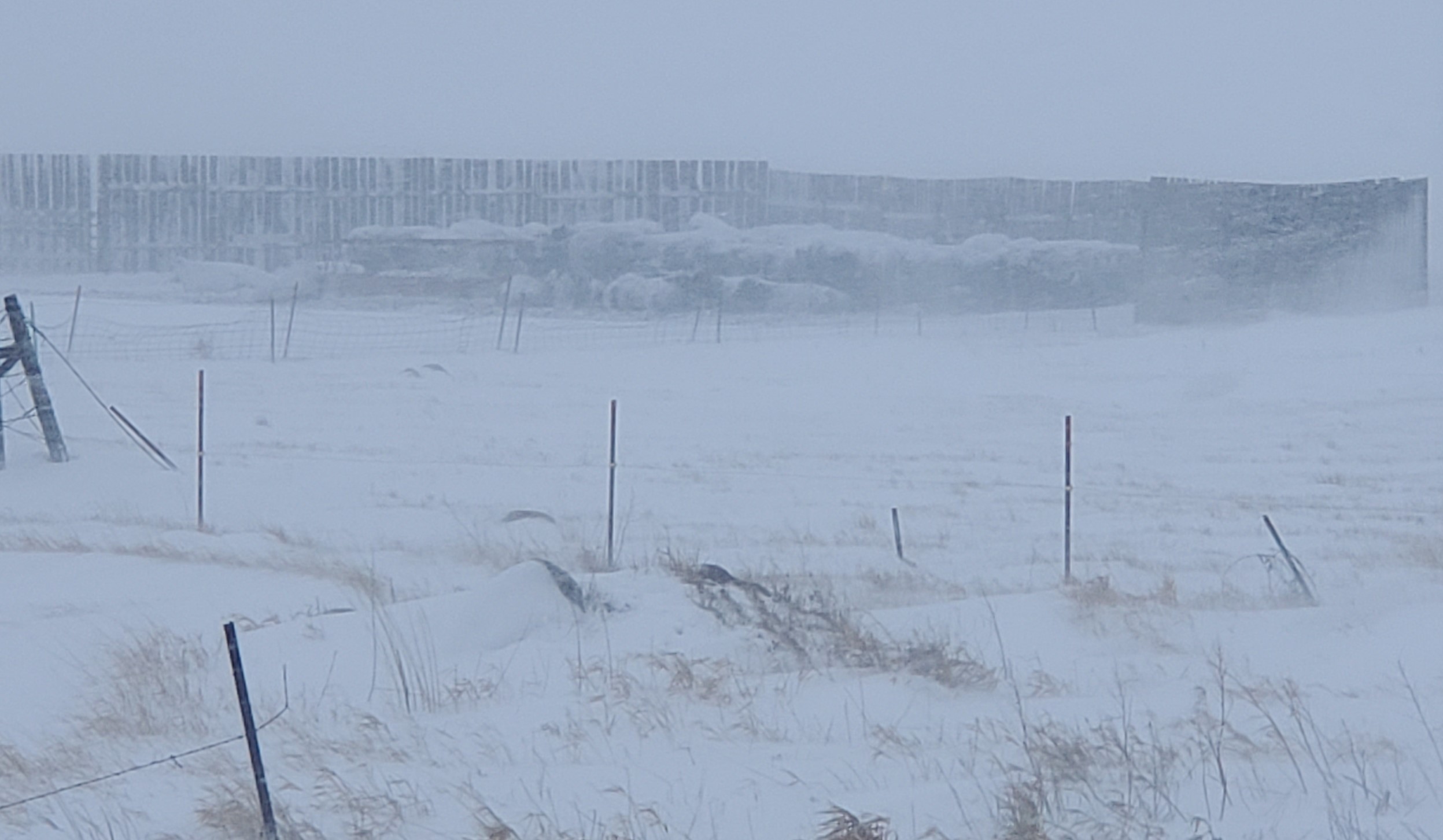 The Livestock Indemnity Program provides benefits to agricultural producers for livestock deaths in excess of normal mortality caused by adverse weather. (NDSU Photo)