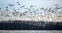 Migratory birds that may be infected with avian influenza are remaining longer in the state due to weather conditions. (NDSU photo)