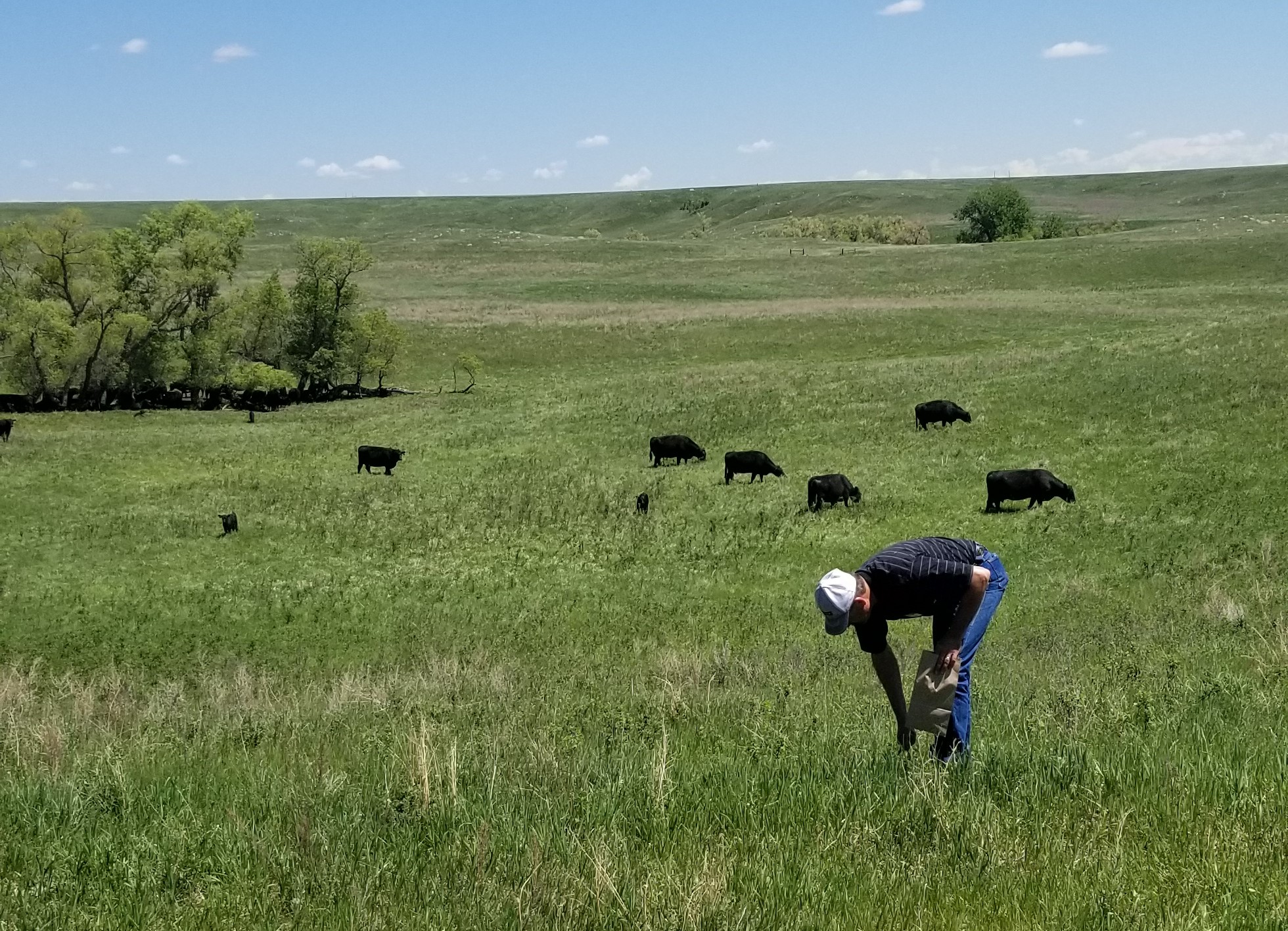 A valuable component of the program is laboratory analysis for mineral content of forage and water samples submitted by participating operations. (NDSU photo)