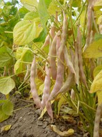 Survey respondents provided information for more than 122,000 dry bean production acres in 2021, which represents about 14% of the 900,000 dry bean acres planted in the Northarvest area. (NDSU photo)