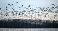 The USDA has confirmed 31 cases of HPAI in wild birds in North Dakota. (NDSU photo)