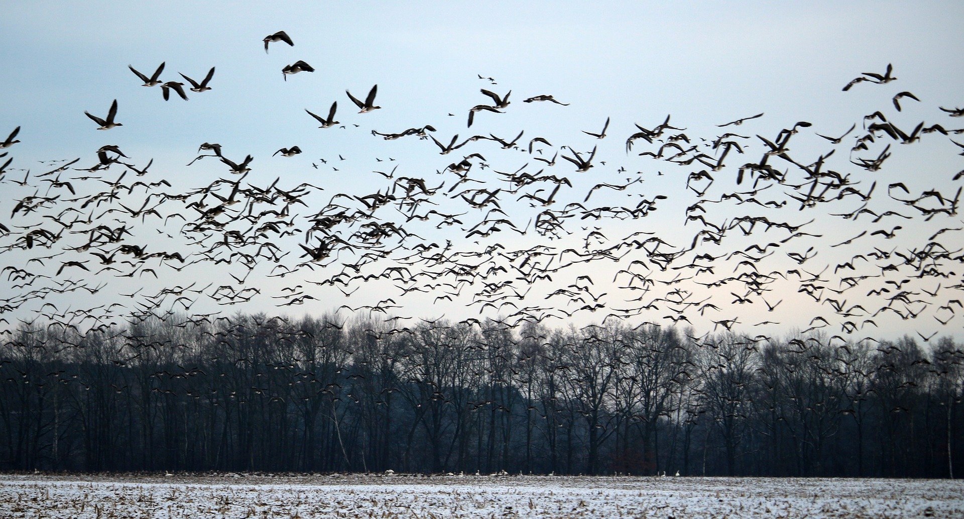 The USDA has confirmed 31 cases of HPAI in wild birds in North Dakota. (NDSU photo)