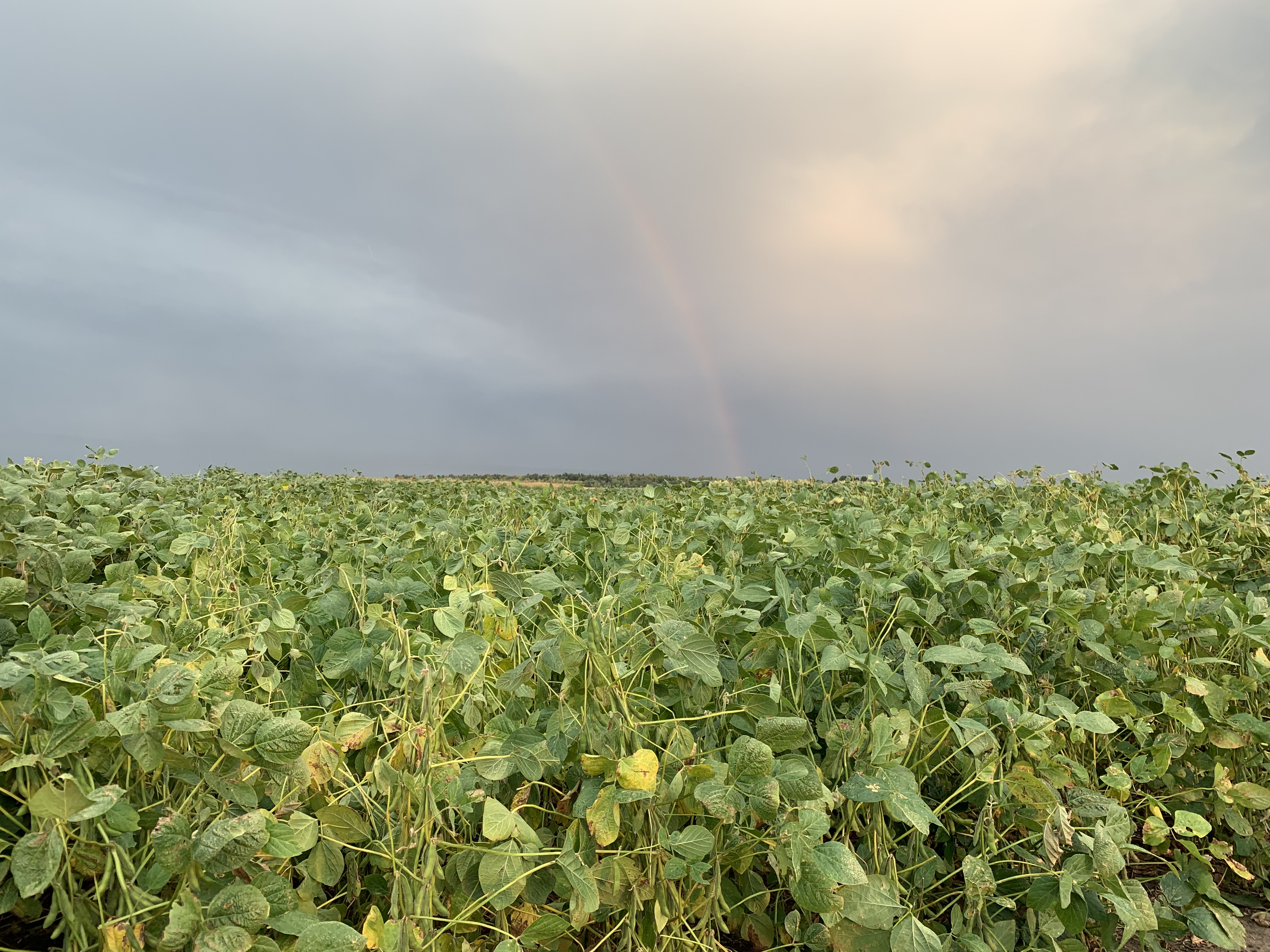 Understanding soybean growth can help farmers make better production decisions. (NDSU photo)