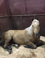 Bedding management will be a topic during the NDSU Extension Horse Management webinar series. (NDSU photo.)